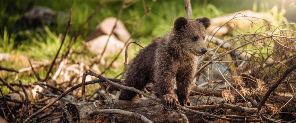 animal-baby-bear-1083502